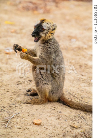 Common brown lemur (Eulemur fulvus) with orange eyes. Common brown lemur (Eulemur fulvus) with orange eyes. 113665381