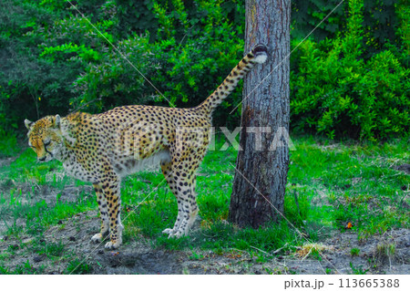 beautiful adult cheetah walks around its territory beautiful adult cheetah walks around its territory 113665388