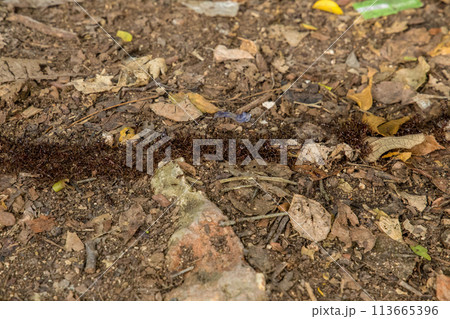 Top view of termite trails on ground. Top view of termite trails on ground. 113665396