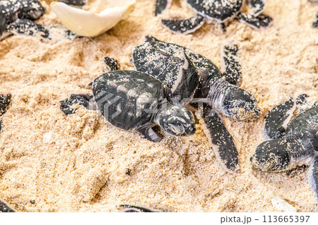newborn cubs of sea turtle newborn cubs of sea turtle 113665397