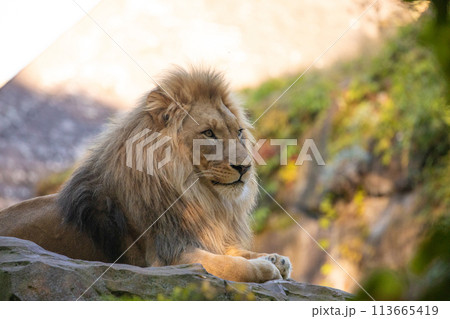adult Lion playing in zoological garden 113665419