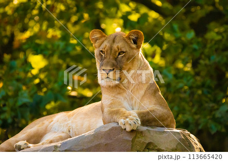 adult Lion playing in zoological garden 113665420