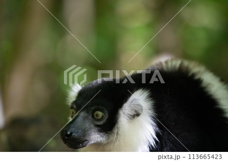 Black and white Ruffed Lemur closeup Black and white Ruffed Lemur closeup 113665423