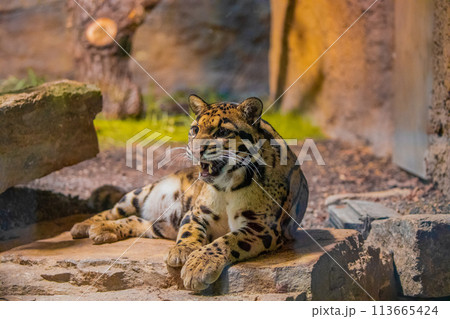 clouded leopard (Neofelis nebulosa) wild cat 113665424