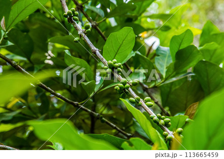 ripening growing coffee beans green bush coffee plantation ripening growing coffee beans green bush coffee plantation 113665459
