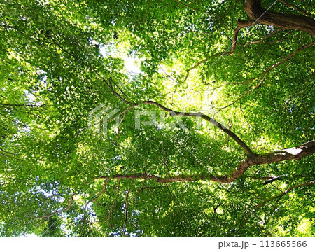 夏のモミジのイメージ 夏のモミジのイメージ 113665566