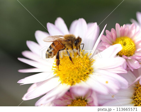 菊の花と蜜蜂 113665571