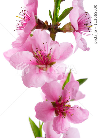 Peach flowers isolated on white background. Nectarine branch with pink flowers. Peach flowers isolated on white background. Nectarine branch with pink flowers. 113665630