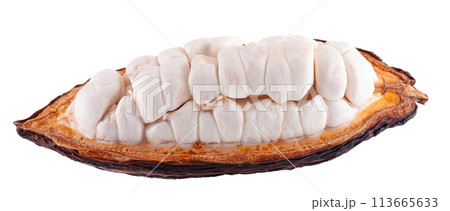 Fresh cacao fruits isolated on white background. Dark red cocoa pods. Clipping path. Fresh cacao fruits isolated on white background. Dark red cocoa pods. Clipping path. 113665633