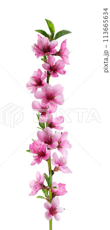 Peach flowers isolated on white background. Nectarine branch with pink flowers. Peach flowers isolated on white background. Nectarine branch with pink flowers. 113665634