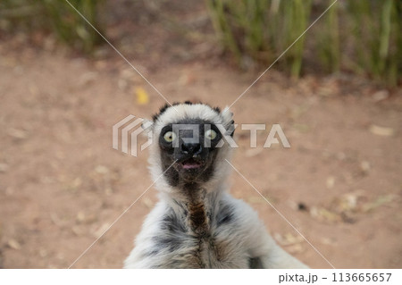 Verreaux's white sifaka with dark head Madagascar island fauna. 113665657