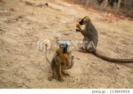 Common brown lemur (Eulemur fulvus) with orange eyes. 113665658