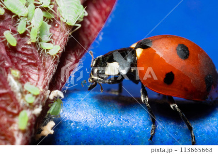 macro 5x image ladybug destroying eats green aphids close up 113665668