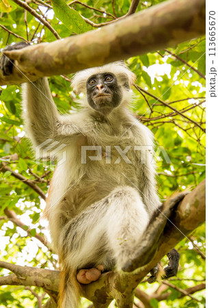 Zanzibar red king colobus closeup 113665670
