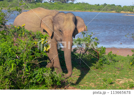 Indian elephants Baby with its mother Indian elephants Baby with its mother 113665678