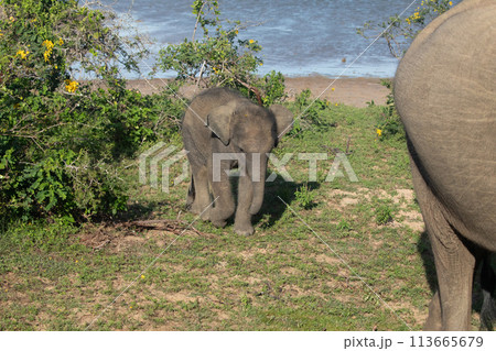 Indian elephants Baby with its mother 113665679