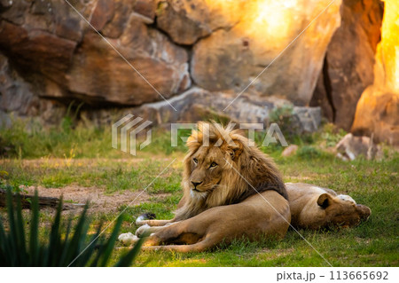 Pair adult Lions playing in zoological garden Pair adult Lions playing in zoological garden 113665692