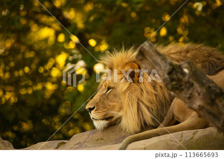 adult Lion playing in zoological garden adult Lion playing in zoological garden 113665693