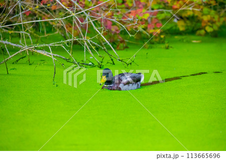 Mallard (Anas platyrhynchos) , male wild duck in water Mallard (Anas platyrhynchos) , male wild duck in water 113665696