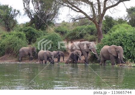 A group of elephants are drinking water from a river. Some of the elephants are standing in the water while others are on the river bank. There are also some hippos in the water. 113665744