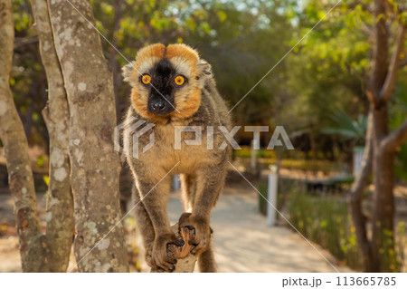 Red-bellied Lemur - Eulemur rubriventer, Cute primate. 113665785