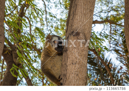 Red-bellied Lemur - Eulemur rubriventer, Cute primate. 113665786