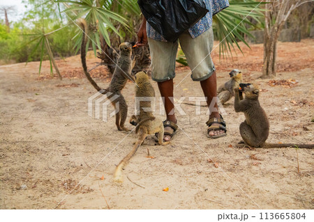 Common brown lemur (Eulemur fulvus) with orange eyes. Common brown lemur (Eulemur fulvus) with orange eyes. 113665804