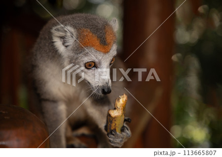 Crowned lemur (Eulemur Coronatus), endemic animal Crowned lemur (Eulemur Coronatus), endemic animal 113665807