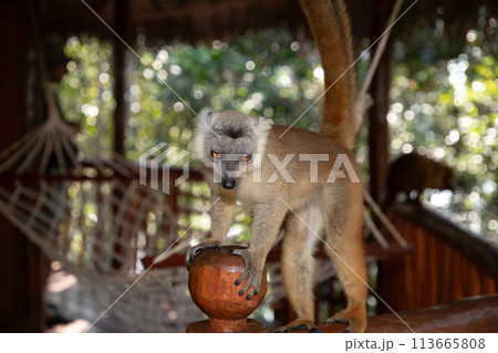 Crowned lemur (Eulemur Coronatus), endemic animal Crowned lemur (Eulemur Coronatus), endemic animal 113665808