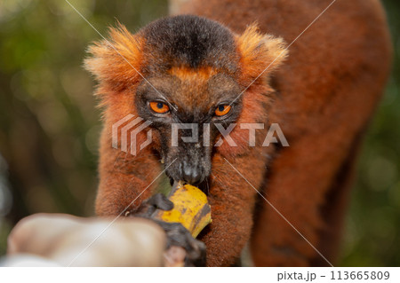 Red lemur (Eulemur Coronatus), endemic animal 113665809