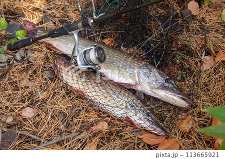 Freshwater pike fish. Big freshwater pike fish lies on keep net with fishery catch in it and fishing rod with reel.. 113665921