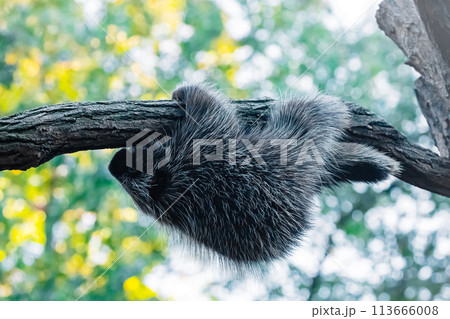 Erethizontidae, north american porcupine, climbing over tree 113666008