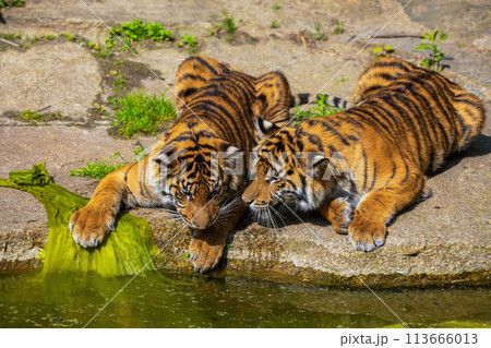 critically endangered Sumatran tiger critically endangered Sumatran tiger 113666013