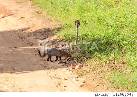 mongoose fights with an aggressive cobra in the wild 113666045