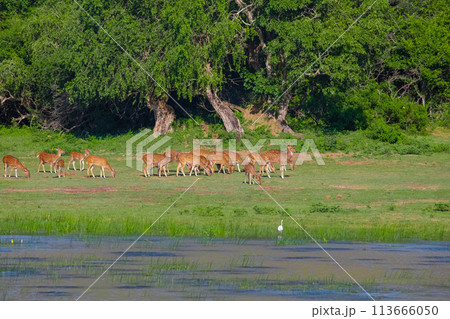 Sika or spotted deers herd in wood 113666050
