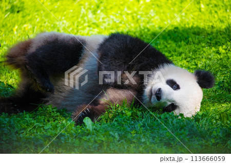 cheerful playing pandas on green lawn cheerful playing pandas on green lawn 113666059