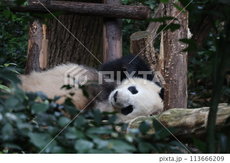 中国成都の成都ジャイアントパンダ繁育研究基地で遊具の前で寝そべるパンダがいる風景 中国成都の成都ジャイアントパンダ繁育研究基地で遊具の前で寝そべるパンダがいる風景 113666209
