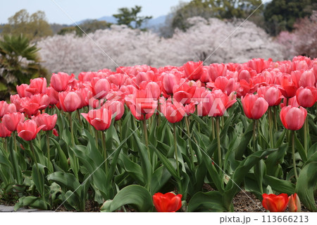 満開の赤いチューリップの花壇の先にまんかいの桜も咲く植物公園の風景 満開の赤いチューリップの花壇の先にまんかいの桜も咲く植物公園の風景 113666213