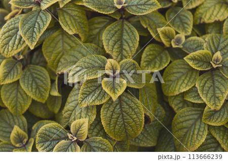 Plectranthus coleus green natural leaves mint nature plant background floral 113666239