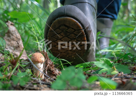 Close up view of red-capped scaber stalk (Leccinum fungi) in the forest and mushroom picker's foot passing by. 113666365