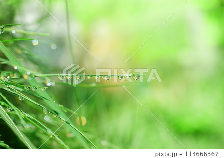 Green lawn meadow grass in garden after rain with raindrops on it. Abstract background with artistic bokeh. Selective soft focus. Copy space. Green lawn meadow grass in garden after rain with raindrops on it. Abstract background with artistic bokeh. Selective soft focus. Copy space. 113666367