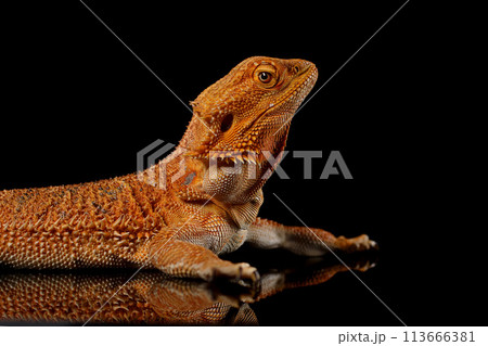 Portrait of an orange color Bearded Dragon (Agama) female lizard. Isolated on black background, close up. 113666381