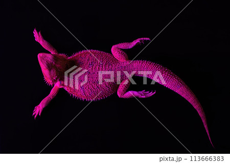 A lizard lies under an ultraviolet lamp in a tanning salon. SPA procedures concept. 113666383