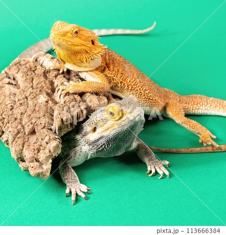 Pair of Bearded Dragons (Agamas) lizards - male (gray) and female (orange). Isolated on green background. Square (1 Pair of Bearded Dragons (Agamas) lizards - male (gray) and female (orange). Isolated on green background. Square (1 113666384