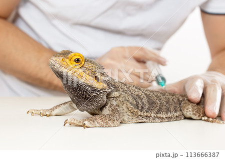 The doctor veterinarian herpetologist makes a syringe injection inoculation of a Bearded Dragon (Agama lizard). 113666387