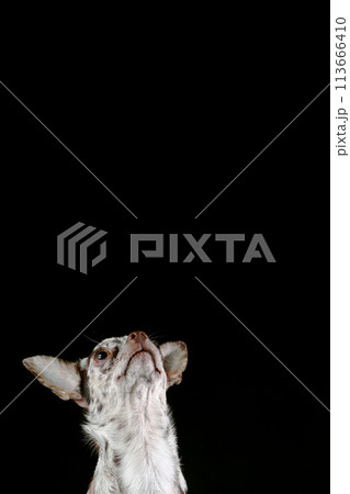 Chihuahua muzzle vertical image isolated on black background. Dog looks up. Draft - you can add text or image of feed, bone, stars, etc. Chihuahua muzzle vertical image isolated on black background. Dog looks up. Draft - you can add text or image of feed, bone, stars, etc. 113666410
