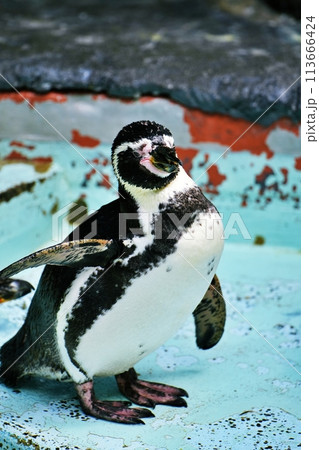 フンボルトペンギン (札幌市円山動物園) フンボルトペンギン (札幌市円山動物園) 113666424