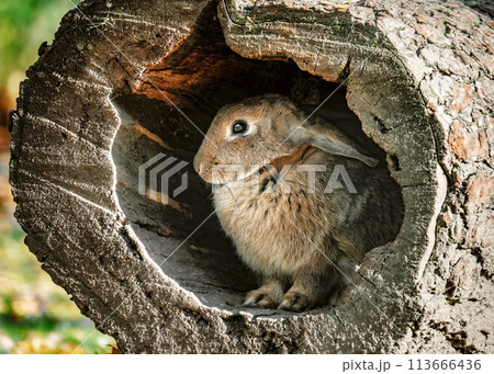 Little cute domestic rabbit hiding inside the hollow tree trunk. 113666436