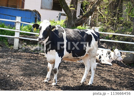 牧場で放牧されてる牛 113666456
