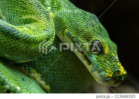 Green phyton snake's head close up side view 113666505